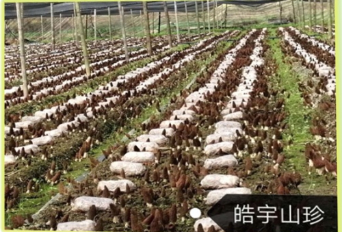 &#20339;&#21338;&#23448;&#26041;&#32593;&#31449;&#95;&#20339;&#21338;&#106;&#105;&#97;&#98;&#111;&#40;&#20013;&#22269;&#41;