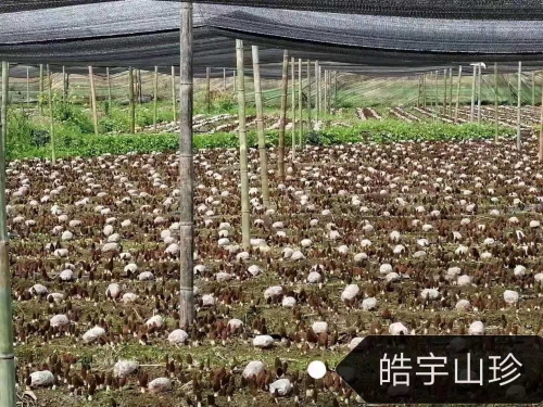 &#20339;&#21338;&#23448;&#26041;&#32593;&#31449;&#95;&#20339;&#21338;&#106;&#105;&#97;&#98;&#111;&#40;&#20013;&#22269;&#41;