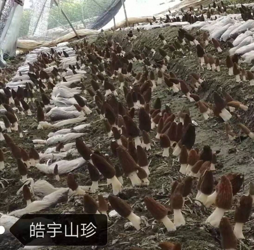 &#20339;&#21338;&#23448;&#26041;&#32593;&#31449;&#95;&#20339;&#21338;&#106;&#105;&#97;&#98;&#111;&#40;&#20013;&#22269;&#41;