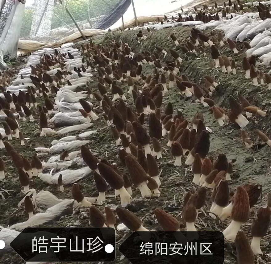 &#20339;&#21338;&#23448;&#26041;&#32593;&#31449;&#95;&#20339;&#21338;&#106;&#105;&#97;&#98;&#111;&#40;&#20013;&#22269;&#41;